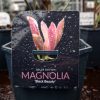 Magnolia 'Exclusive mix' - Liliomfa