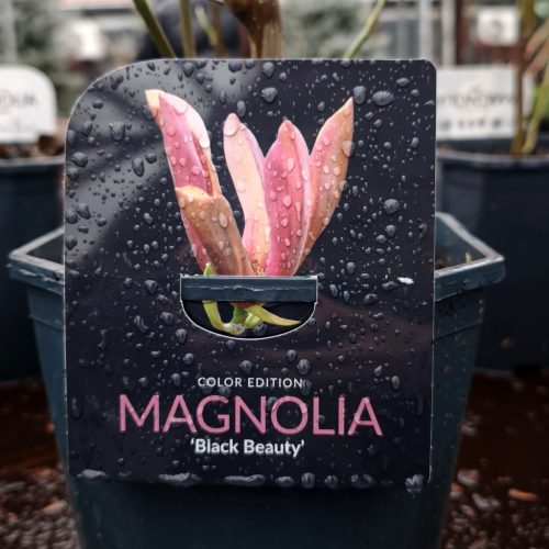 Magnolia 'Exclusive mix' - Liliomfa
