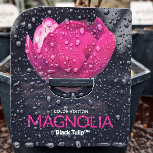Magnolia 'Exclusive mix' - Liliomfa