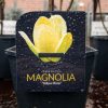 Magnolia 'Exclusive mix' - Liliomfa