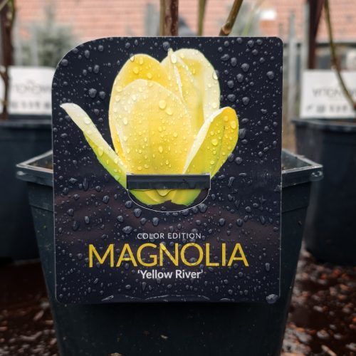 Magnolia 'Exclusive mix' - Liliomfa