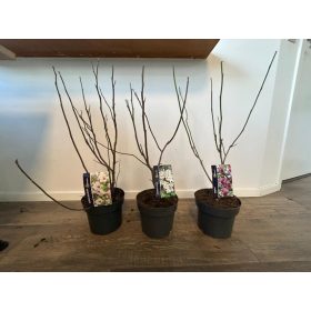 Magnolia mix - Liliomfa