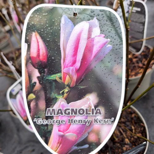 Magnolia - Liliomfa