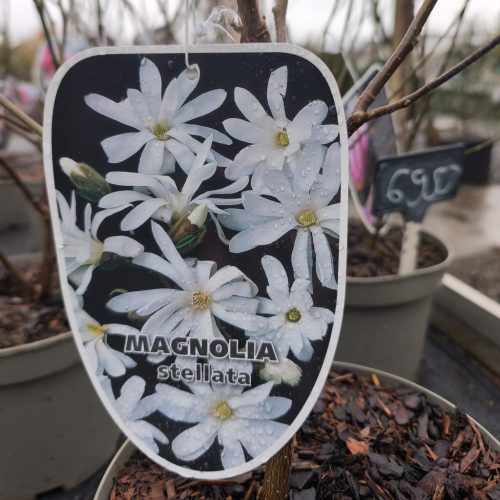 Magnolia - Liliomfa