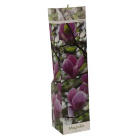 Magnolia showbox mix - Liliomfa