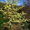 Magnolia "Yellow bird" - Liliomfa