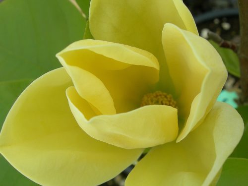 Magnolia "Yellow bird" - Liliomfa