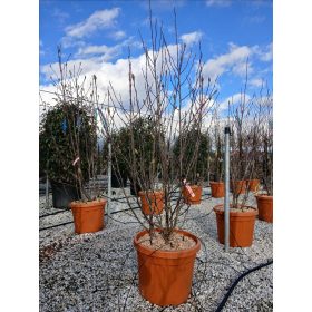 Magnolia 'Yellow lantern' – Liliomfa