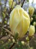 Magnolia 'Yellow lantern' – Liliomfa