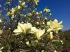 Magnolia 'Yellow lantern' – Liliomfa