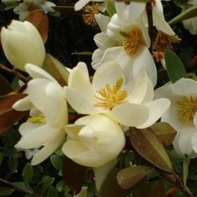 Magnolia 'Fairy Honey Velvet' – Liliomfa