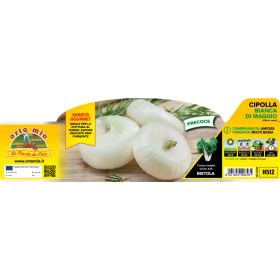 Allium cepa - Májusi fehér hagyma 12-es pakk