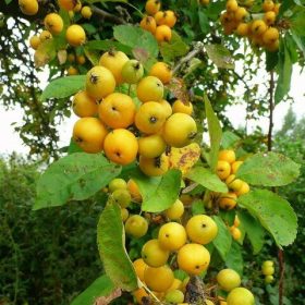 Malus 'Golden Hornet' - díszalma