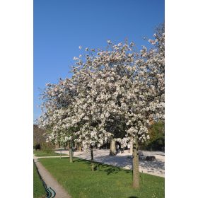 malus spectabilis - pompás díszalma