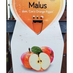   Malus domestica 'Cox's Orange Pippin' - Törpe almafa