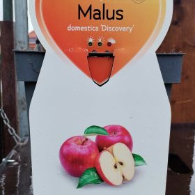 Malus domestica 'Discovery' - Törpe almafa