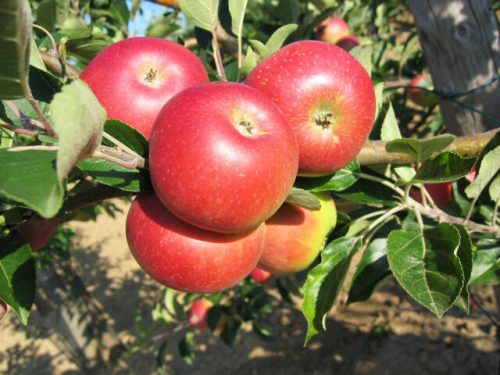 Malus domestica 'Discovery' - Törpe almafa