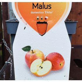 Malus domestica 'Elstar' - Törpe almafa