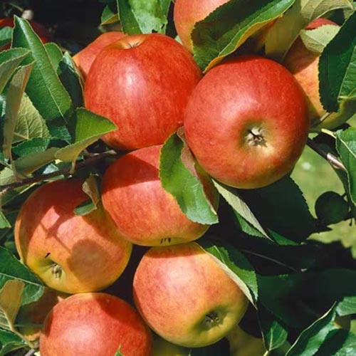 Malus domestica 'Elstar' - Törpe almafa