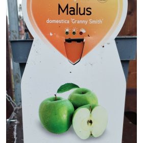 Malus domestica 'Granny Smith' - Törpe almafa