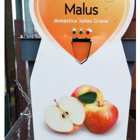 Malus domestica 'James Grieve' - Törpe almafa
