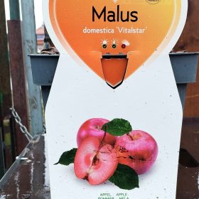Malus domestica 'Vitalstar' - Törpe almafa