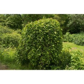 Morus alba 'Pendula' - Csüngő eperfa (törzses)