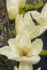 Magnolia brooklynensis 'Elizabeth' - Sárga virágú liliomfa
