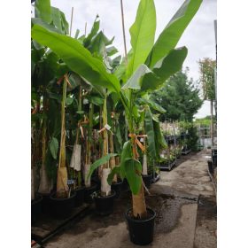 Musa Basjoo - Télálló banán