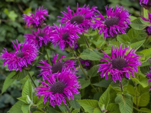 Monarda didyma 'Bee-free' - Méhbalzsam