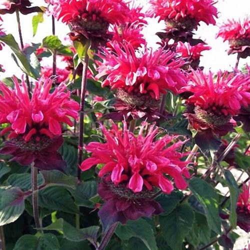 Monarda didyma 'Bee-happy' - Méhbalzsam