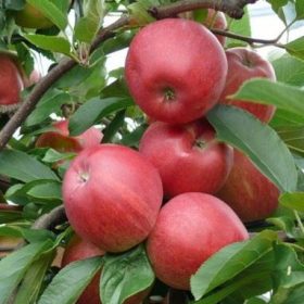 Malus domestica 'Jonathan'- almafa