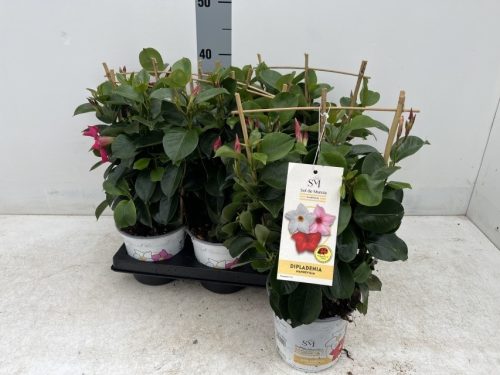 Mandevilla Dipladenia Mix frame - Tölcsérjázmin