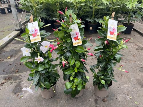 Mandevilla Dipladenia Mix piramid - Tölcsérjázmin
