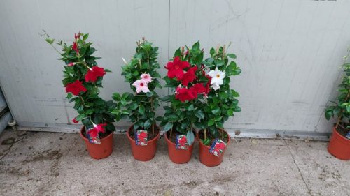 Mandevilla Dipladenia Mix piramid - Tölcsérjázmin