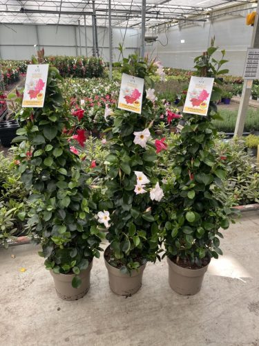 Mandevilla Dipladenia Mix piramid - Tölcsérjázmin