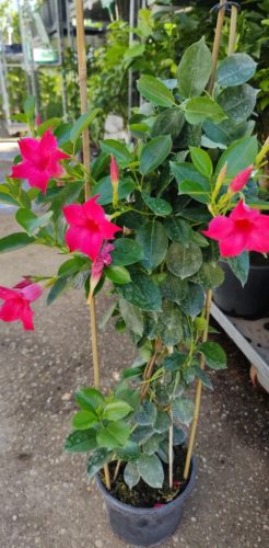 Mandevilla Dipladenia - Tölcsérjázmin (piros)