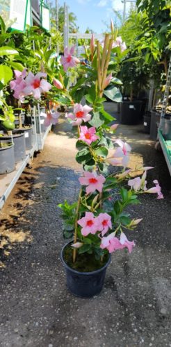 Mandevilla Dipladenia - Tölcsérjázmin (rózsaszín)