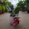 Medinilla magnifica - Medinilla