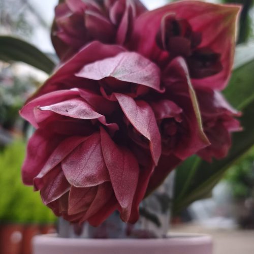 Medinilla magnifica - Medinilla