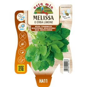 Melissa officinalis - Citromfű