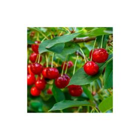   Prunus cerasus 'Meteor' korai meggy - konténeres sajmeggy alanyon