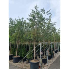 Metasequoia glyptostroboides – Kínai mamutfenyő