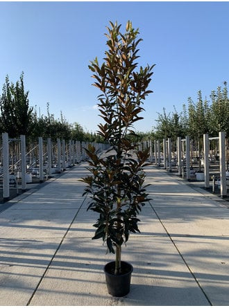 Magnolia grandiflora 'Alta' – Örökzöld liliomfa