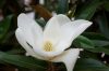 Magnolia grandiflora 'Alta' – Örökzöld liliomfa