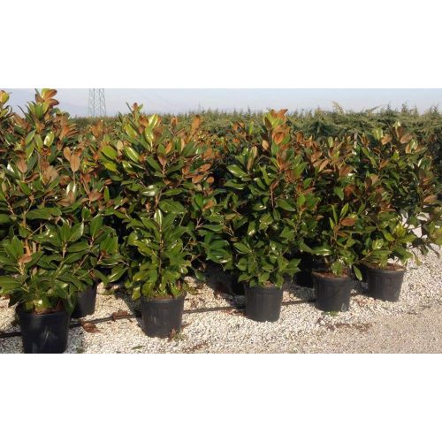 Magnolia grandiflora - Örökzöld Liliomfa