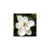 Magnolia grandiflora - Örökzöld Liliomfa