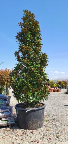 Magnolia grandiflora "Goliath Praecox" - Örökzöld Liliomfa 