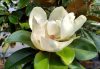 Magnolia grandiflora "Goliath Praecox" - Örökzöld Liliomfa 