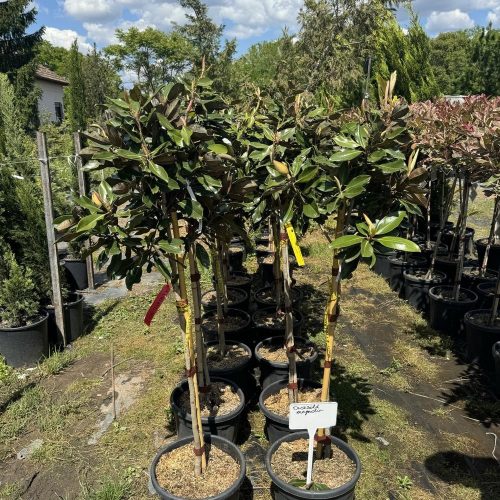 Magnolia grandiflora "Little Gem" - Örökzöld Liliomfa törzses